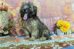 Simon - Havanese for sale