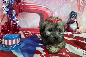 Lottie - Havanese for sale