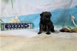 Simon - Havanese for sale