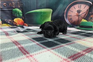 Joshua - Havanese for sale