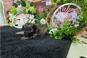 Leighton - Havanese for sale