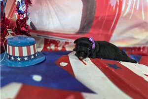 Samantha - Havanese for sale