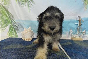 Leighton - Havanese for sale