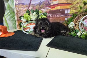 Mateo - Havanese for sale