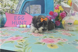 Jaime - Havanese for sale