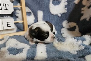 Lizzie - puppy for sale