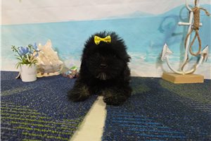 Samantha - Havanese for sale