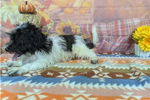 Sterling - Havanese for sale
