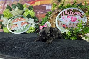 Lottie - Havanese for sale