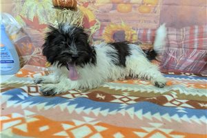 Sterling - Havanese for sale