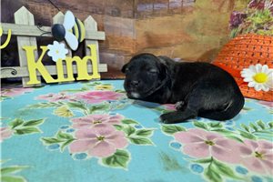 Leon - Havanese for sale