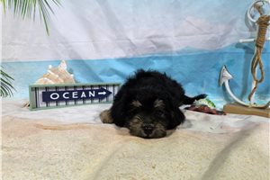 Leon - puppy for sale