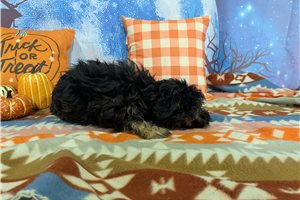 McGuire - Havanese for sale