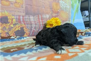 McGuire - Havanese for sale