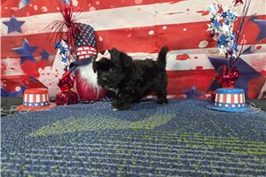 Samantha - Havanese for sale