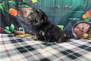 Mateo - Havanese for sale