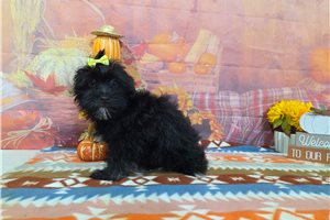 Samantha - Havanese for sale