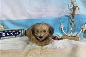 Lennox - Havanese for sale