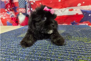 Samantha - Havanese for sale