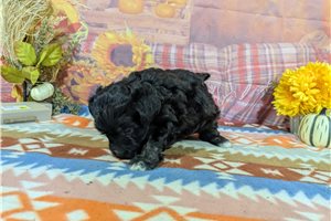 McGuire - Havanese for sale