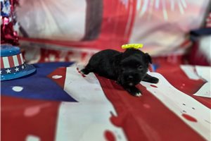 Selena - puppy for sale