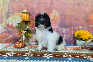 Sterling - Havanese for sale
