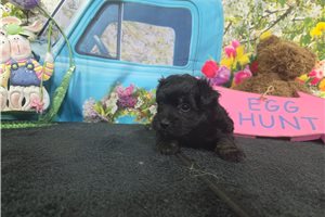 Joshua - Havanese for sale