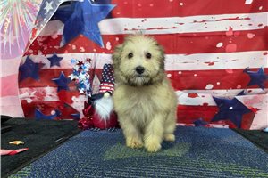 Leon - Havanese for sale