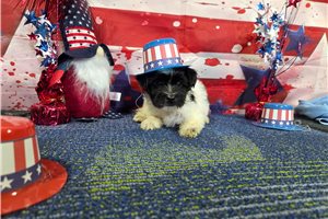 Sterling - Havanese for sale