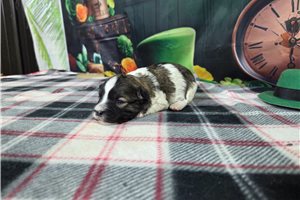 Jensen - Havanese for sale