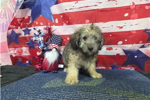 Leighton - Havanese for sale