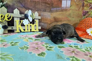 Lennox - puppy for sale