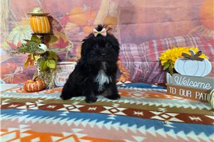 Selena - Havanese for sale