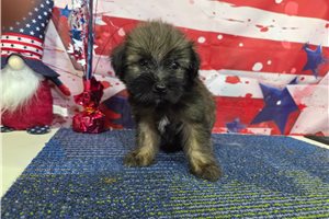 Simon - Havanese for sale