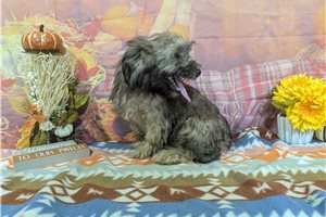 Simon - Havanese for sale