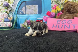 Jaime - Havanese for sale