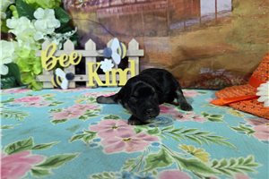 Leighton - Havanese for sale