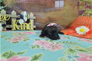 Lottie - puppy for sale