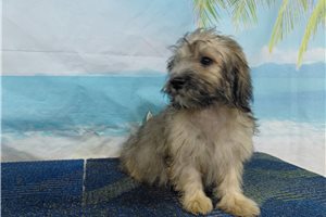 Luis - Havanese for sale