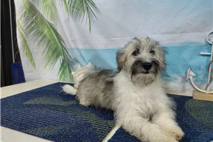 Jensen - Havanese for sale