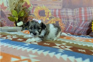 Jolene - Havanese for sale