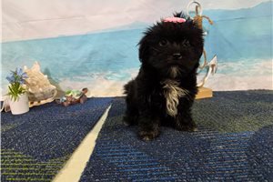 Selena - Havanese for sale