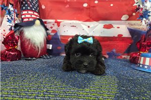 Selena - Havanese for sale
