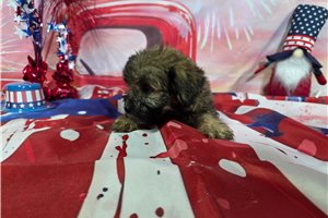 Leighton - Havanese for sale