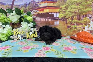 Joshua - Havanese for sale