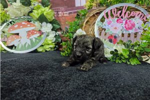 Luis - Havanese for sale