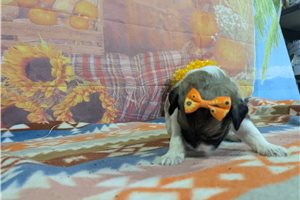 Jolene - Havanese for sale