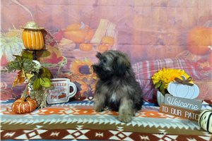 Simon - Havanese for sale