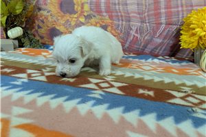 Ripley - puppy for sale