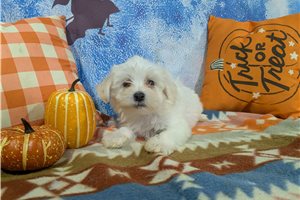 Ripley - Maltese for sale